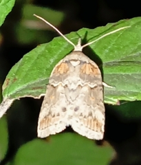 Nycteola