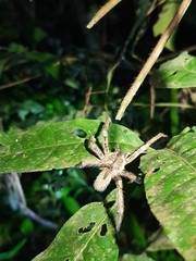 Phoneutria boliviensis