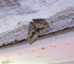 Frederickia s-signata