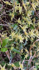 Clematis foetida