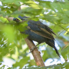 Cyanocompsa parellina