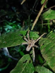 Phoneutria boliviensis