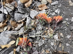 Castilleja salaisolaveae