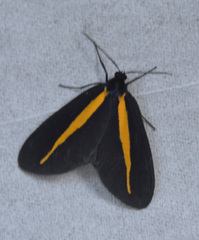 Crocomela erectistria