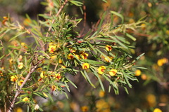 Bossiaea linophylla