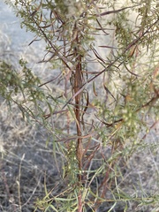 Artemisia dracunculus