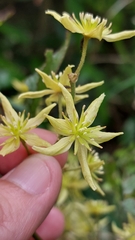 Clematis foetida