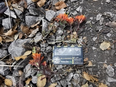 Castilleja salaisolaveae