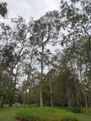 Eucalyptus seeana