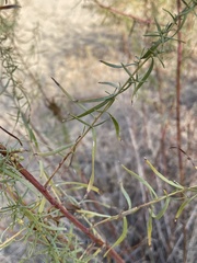 Artemisia dracunculus
