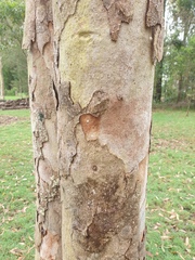 Eucalyptus seeana