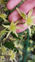Clematis foetida