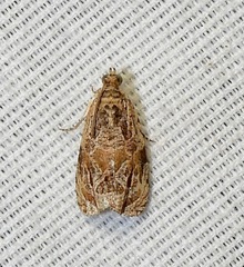 Olethreutes furfuranum