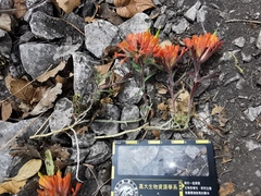 Castilleja salaisolaveae