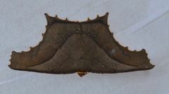 Eutomopepla rogenhoferi