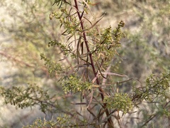Artemisia dracunculus