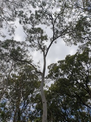 Angophora leiocarpa