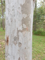 Angophora leiocarpa