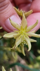 Clematis foetida