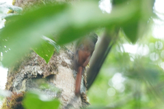 Sittasomus griseicapillus