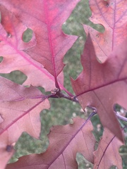 Quercus rubra