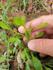 Sphaeromorphaea australis