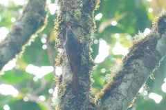 Sittasomus griseicapillus