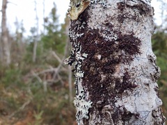 Frullania bolanderi