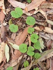 Dichondra repens