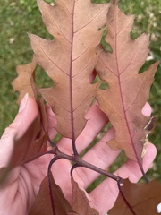 Quercus rubra