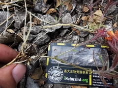 Castilleja salaisolaveae