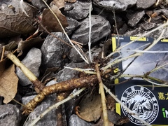 Castilleja salaisolaveae