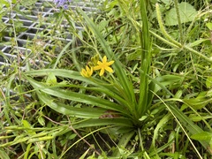 Hypoxis hirsuta