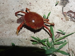 Dilocarcinus pagei