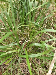 Dianella brevipedunculata
