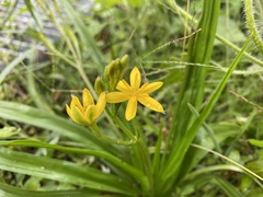 Hypoxis hirsuta