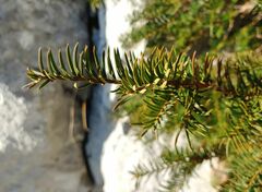 Taxus baccata