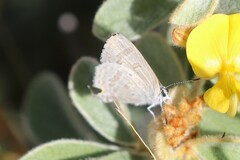 Catochrysops panormus