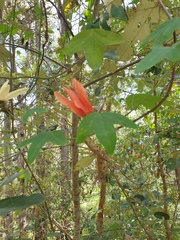 Passiflora aurantia
