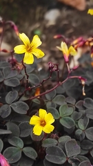 Oxalis