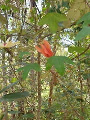 Passiflora aurantia