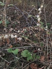 Alkekengi officinarum