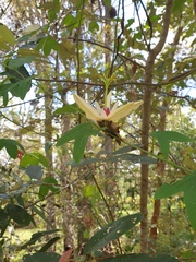Passiflora aurantia