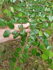 Petalostigma pubescens