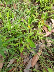 Chrysocephalum apiculatum