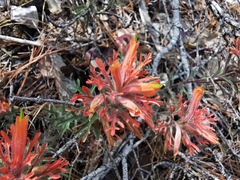 Castilleja salaisolaveae