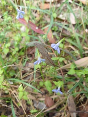 Lobelia quadrangularis