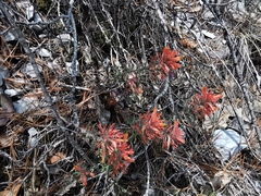 Castilleja salaisolaveae