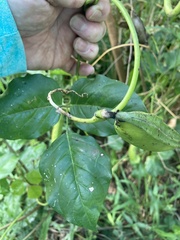 Canavalia cathartica