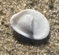 Crepidula plana